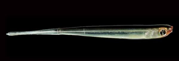 Силиконовая приманка Izumi Pintail 90 мм цв.1